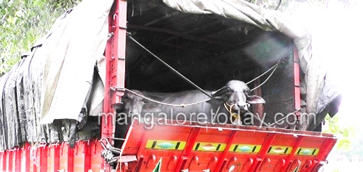 illegally transport buffaloes 2